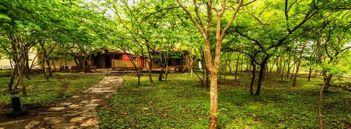 1832/The Windflower Tusker Trails - Bandipur 02.jpg